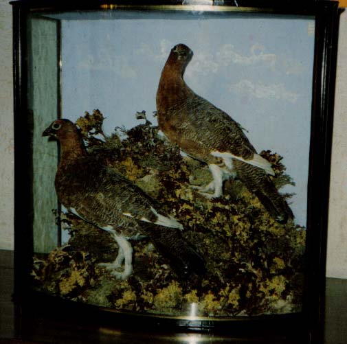 grouse cooper[1].jpg